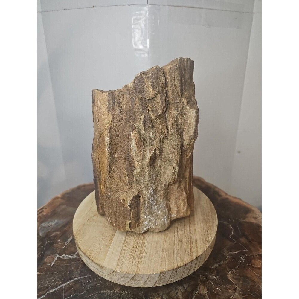 Texas Petrified Wood Display Piece with Stand